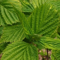 Rhodotypos scandens